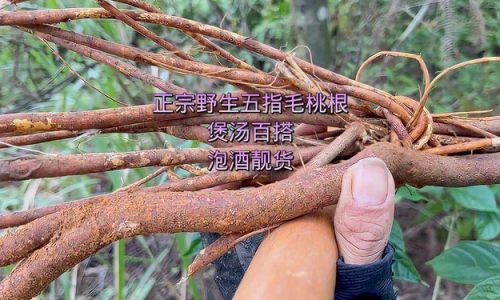 How to Select the Perfect Five-Fingered毛桃 Ficus hirta)A Comprehensive Guide