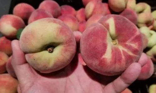 How to Select the Perfect Peach