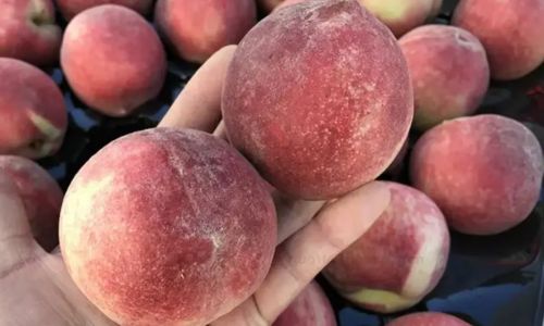 How to Select the Perfect Peach