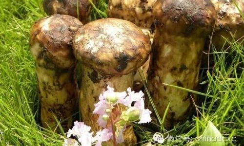 How to Select the Finest Matsutake Mushrooms