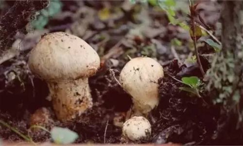 How to Select the Finest Matsutake Mushrooms