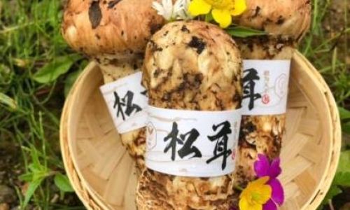 How to Select the Finest Matsutake Mushrooms