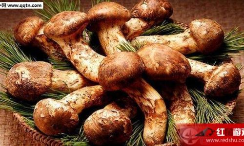 How to Select the Finest Matsutake Mushrooms