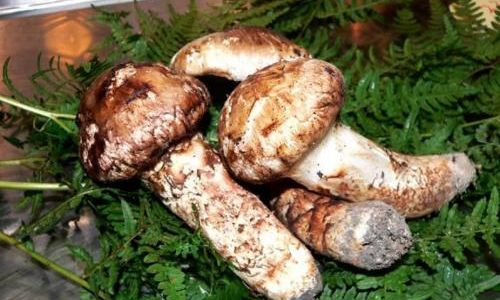 How to Select the Finest Matsutake Mushrooms