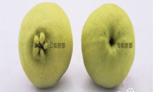 How to Select the Perfect Pear