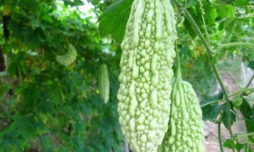 How to Select the Perfect Bitter Gourd Balsam pear)