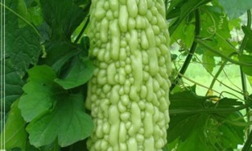 How to Select the Perfect Bitter Gourd Balsam pear)