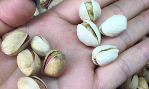 How to Select the Perfect Pistachio Nuts