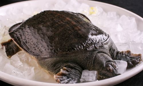 How to Select Delicious Soft-Shelled Turtles for a Culinary Delight