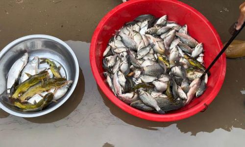 How to Select Delicious Soft-Shelled Turtles for a Culinary Delight