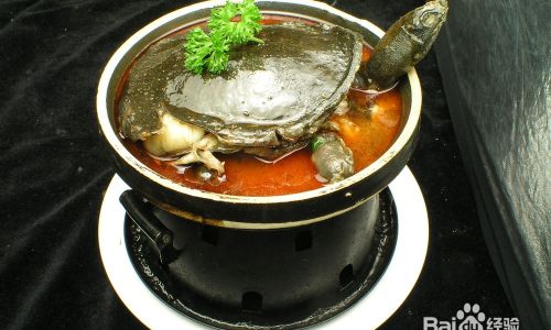 How to Select Delicious Soft-Shelled Turtles for a Culinary Delight