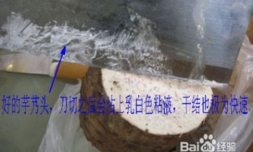 How to Select High-Quality Taro Root:A Comprehensive Guide