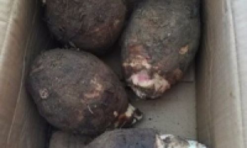 How to Select High-Quality Taro Root:A Comprehensive Guide