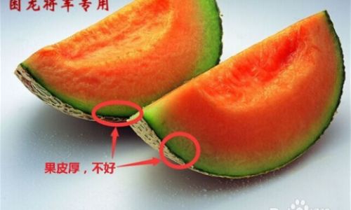 How to Select the Perfect Cantaloupe