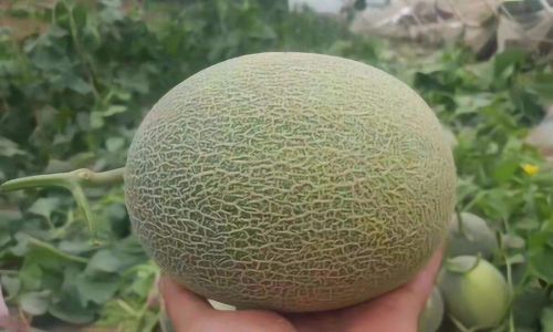 How to Select the Perfect Cantaloupe