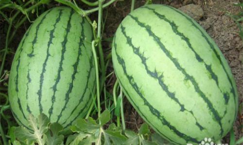 How to Select the Perfect Melon:A Comprehensive Guide