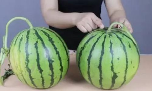 How to Select the Perfect Melon:A Comprehensive Guide
