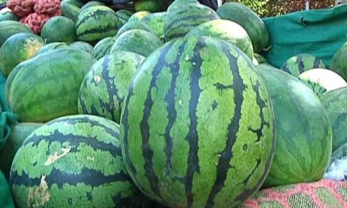 How to Select the Perfect Melon:A Comprehensive Guide