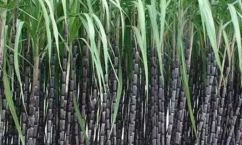 How to Select the Perfect Sugarcane