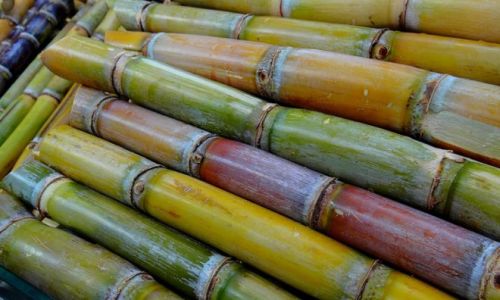 How to Select the Perfect Sugarcane
