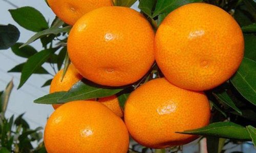 How to Select Delicious Citrus Fruits