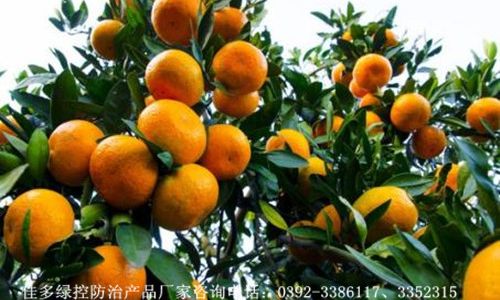 How to Select Delicious Citrus Fruits
