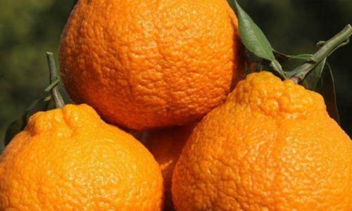 How to Select Delicious Citrus Fruits