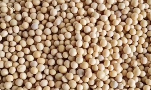 How to Select Delicious Beans:A Comprehensive Guide