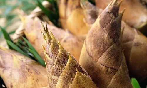 How to Select the Most Delicious Spring Bamboo Shoots