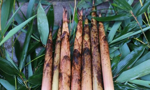 How to Select the Most Delicious Spring Bamboo Shoots