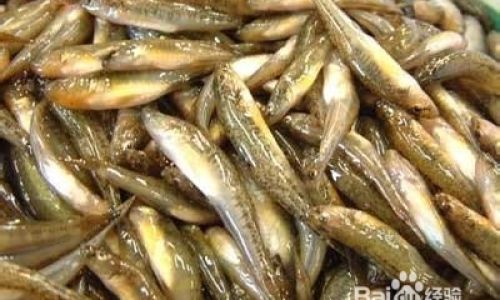 How to Select Fresh Fish:A Comprehensive Guide