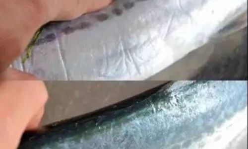 How to Select the Perfect Mackerel:A Comprehensive Guide