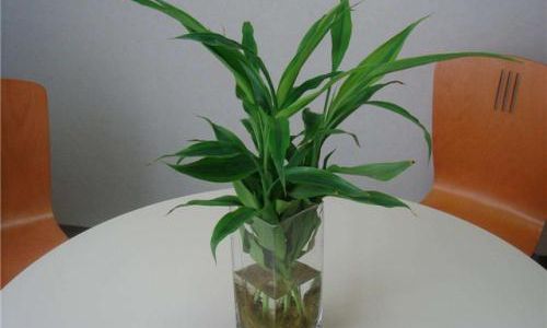 How to Cultivate a散尾竹 Chrysalidocarpus lutescens)Through Hydroponics
