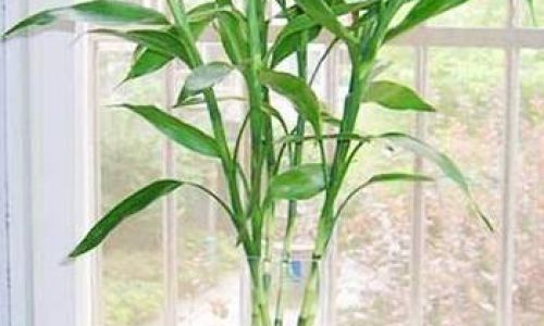 How to Cultivate a散尾竹 Chrysalidocarpus lutescens)Through Hydroponics