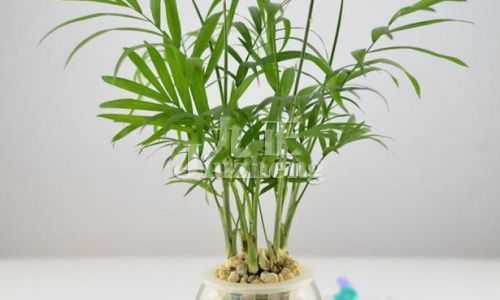How to Cultivate a散尾竹 Chrysalidocarpus lutescens)Through Hydroponics