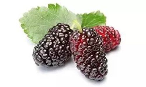 How to Consume Mulberry Powder for Optimal Health Benefits