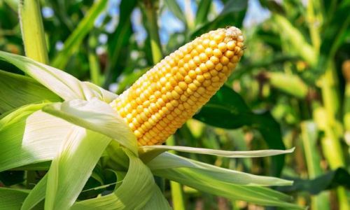 How to Identify Fresh Corn:A Comprehensive Guide