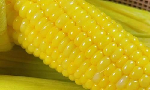 How to Identify Fresh Corn:A Comprehensive Guide