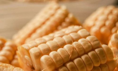 How to Identify Fresh Corn:A Comprehensive Guide