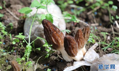 How to Discern the Quality of Fresh Morels:A Comprehensive Guide