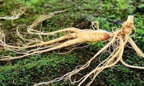 How to Discern Fresh Ginseng and Dried Ginseng:A Comprehensive Guide