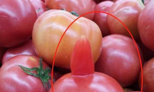 How to Identify Fresh Tomatoes:A Comprehensive Guide