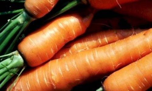 How to Identify the Maturity and Freshness of Carrots