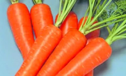 How to Identify the Maturity and Freshness of Carrots