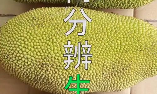How to Identify if a Jackfruit is Fresh:A Comprehensive Guide