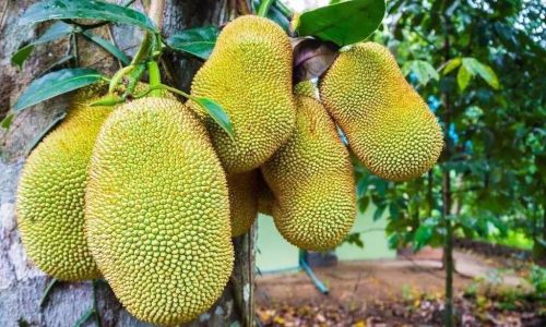 How to Identify if a Jackfruit is Fresh:A Comprehensive Guide
