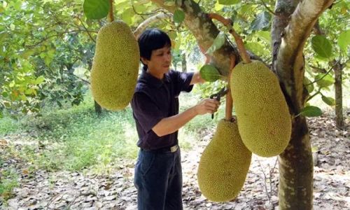 How to Identify if a Jackfruit is Fresh:A Comprehensive Guide