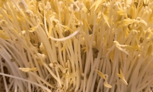 How to Grow Sprouts at Home:A Comprehensive Guide
