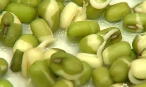 How to Grow Sprouts at Home:A Comprehensive Guide