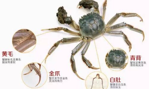 Mastering the Art of Cooking Crab:How to Achieve Culinary Perfection